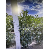 Prunus (Prunus laurocerasus 'Genolia' ®) 80/100 cm