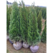 Thuja Smaragd 150/160 cm
