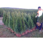Thuja Smaragd 125/135 cm