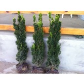 Taxus (Taxus media Hicksii) 100/125 cm