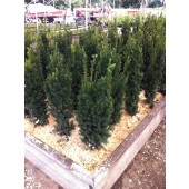 Taxus (Taxus media Hicksii) 80/100 cm