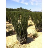 Taxus (Taxus media 'Hillii') 80/100 cm
