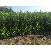 Prunus (Prunus laurocerasus 'Novita') 150/175 cm