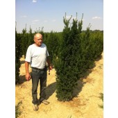 Taxus (Taxus media Hicksii) 200/225 cm