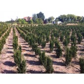 Taxus (Taxus media 'Hillii') 60/80 cm