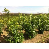 Prunus (Prunus laurocerasus 'Rotundifolia') 140/160 cm