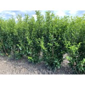 Prunus (Prunus laurocerasus 'Novita') 180/200 cm - 75 cm Breit