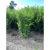 Prunus (Prunus laurocerasus 'Caucasica') 180/200 cm - 75 cm Breit