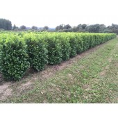 Prunus (Prunus laurocerasus 'Rotundifolia') 160 cm FERTIGHECKE 1 lfm!