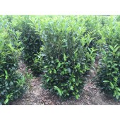 Prunus (Prunus laurocerasus 'Caucasica') 160 cm FERTIGHECKE 1 lfm!