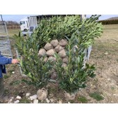 Prunus (Prunus laurocerasus 'Caucasica') 125/150 cm