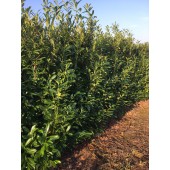 Prunus (Prunus laurocerasus 'Caucasica') 220/240 cm FERTIGHECKE 1 lfm!