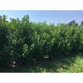 Prunus (Prunus laurocerasus 'Novita') 220/240 cm FERTIGHECKE 1 lfm!