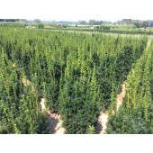 Taxus (Taxus media Hicksii) 125/140 cm