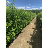 Prunus (Prunus laurocerasus 'Novita') 200/220 cm - 75 cm Breit