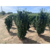Taxus (Taxus media Hicksii) 175/200 cm