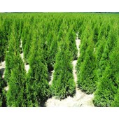 Thuja Smaragd 110/125 cm