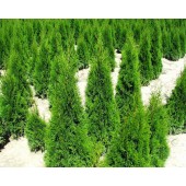 Thuja Smaragd 100/110 cm
