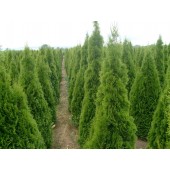 Thuja Smaragd 180/200 cm