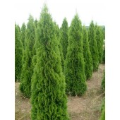 Thuja Smaragd 200/225 cm