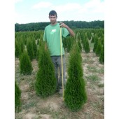 Thuja Smaragd 140 cm