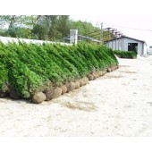 Thuja Smaragd 225/240 cm