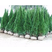 Thuja Smaragd 250/300 cm