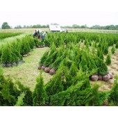 Thuja Smaragd 80/100 cm