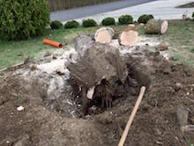 Hecke entfernen